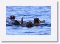 Day2-AM-LasAnimas - 25 * California Sea Lions regulating body temperature by raising a flipper out of the water. * California Sea Lions regulating body temperature by raising a flipper out of the water.